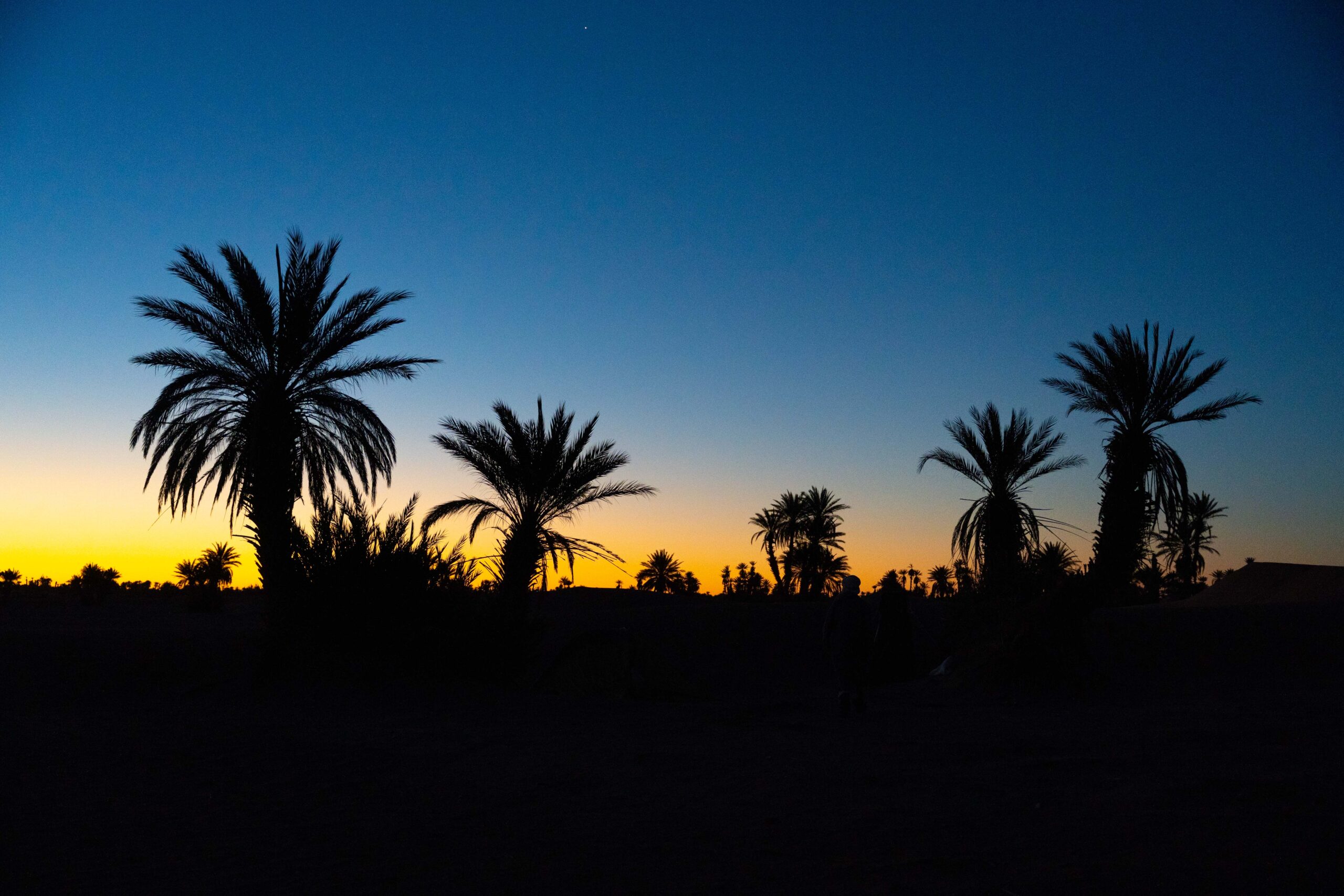 zonsopgang de palmbomen